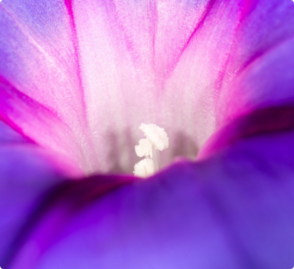 Фотообои Цветы 1